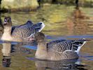 Pink-Footed Goose (WWT Slimbridge November 2017) - pic by Nigel Key